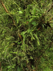 Disterigma alaternoides