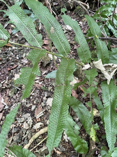 Tectaria crenata observed 2025-02-28