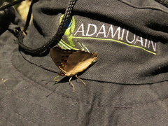 Doxocopa