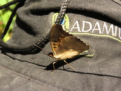Doxocopa