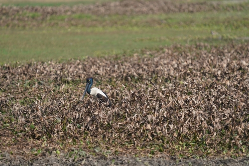 Asian Black-necked Stork