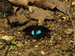 Doxocopa