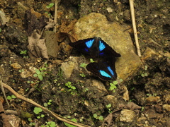 Doxocopa
