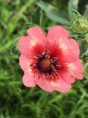 Potentilla nepalensis