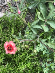 Potentilla nepalensis