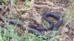 Masticophis flagellum flagellum