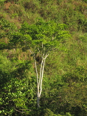 Erythrina poeppigiana