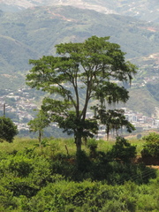 Erythrina poeppigiana