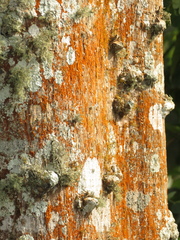 Erythrina poeppigiana