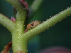Neophyllura arbuti