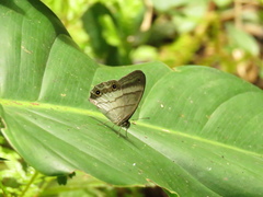 Euptychoides laccine