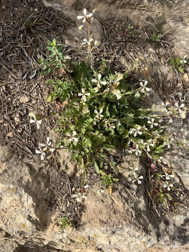 Arugula (Rocket) plant photo (Eruca vesicaria)