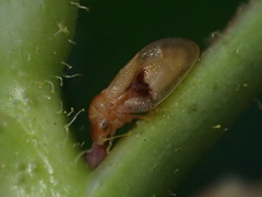 Neophyllura arbuti