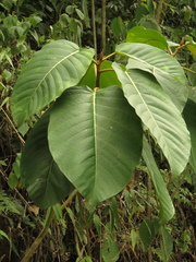 Ficus cuatrecasasiana