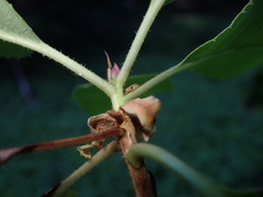 Neophyllura arbuti