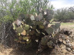 Opuntia gosseliniana