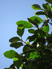 Ficus tonduzii