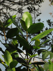 Ficus tonduzii