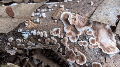 Peniophora albobadia