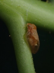 Neophyllura arbuti