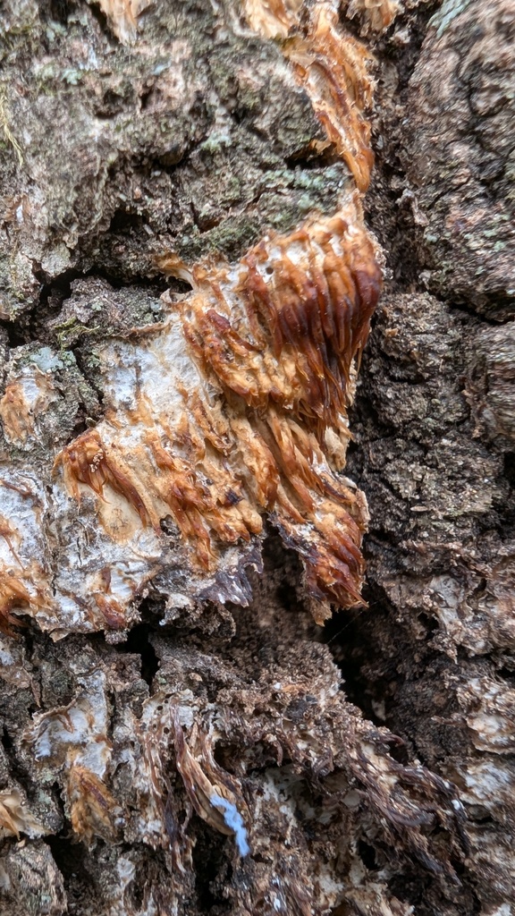 Radulomyces copelandii · March 2025 · photo: © atsushi_nakajima_cirque (iNaturalist, cc-by)