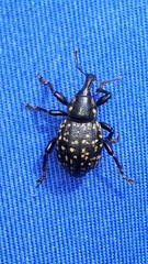 Liparus glabrirostris