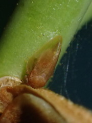 Neophyllura arbuti