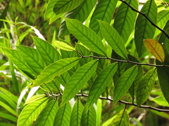 Helicostylis tovarensis