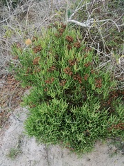 Ruschia tumidula