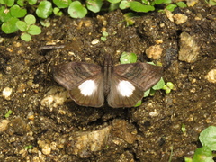 Theagenes albiplaga