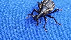 Liparus glabrirostris