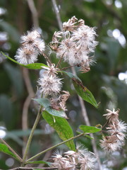 Chromolaena maximilianii