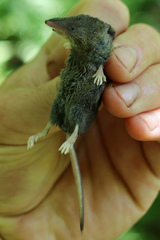 Sorex fumeus