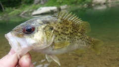 Ambloplites constellatus