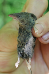 Sorex fumeus