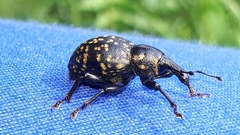 Liparus glabrirostris