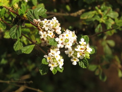 Lippia micromera