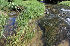 Ceratophyllum