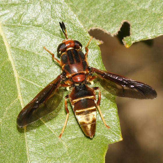 Hermetia