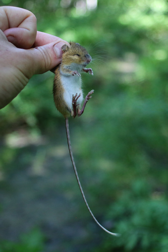 Eastern Woodland Jumping Mouse