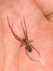 Leucauge argyrobapta