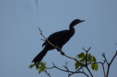 Nannopterum brasilianum