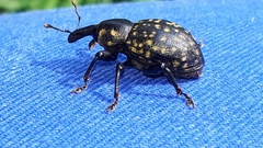 Liparus glabrirostris