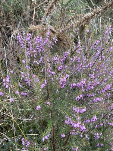 Erica erigena, photograph 5
