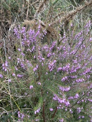 Erica erigena, photograph (c) Roberto Mourente Blanco, some rights reserved (CC BY)