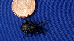 Liparus glabrirostris