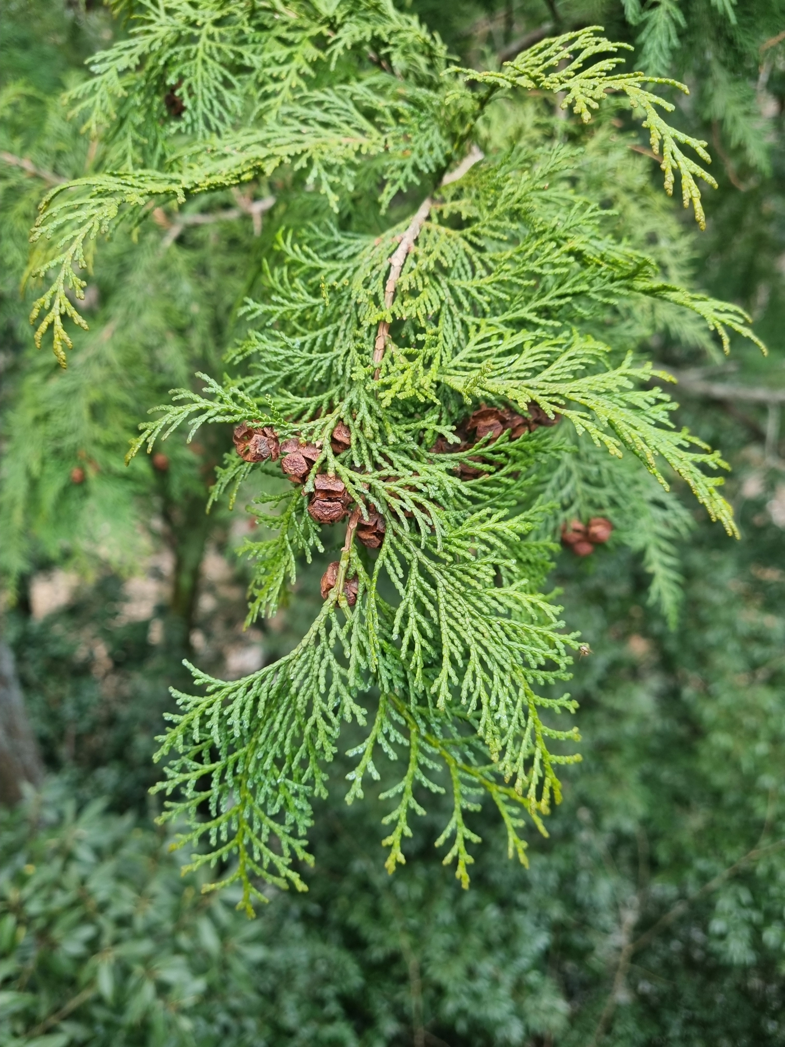 Imagem de Hinoki