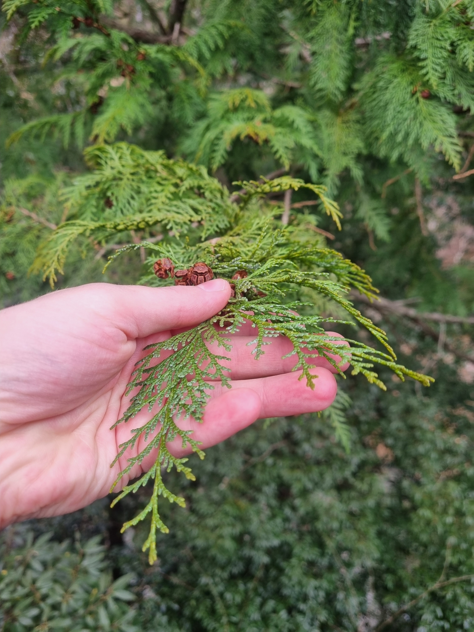 Imagem de Hinoki