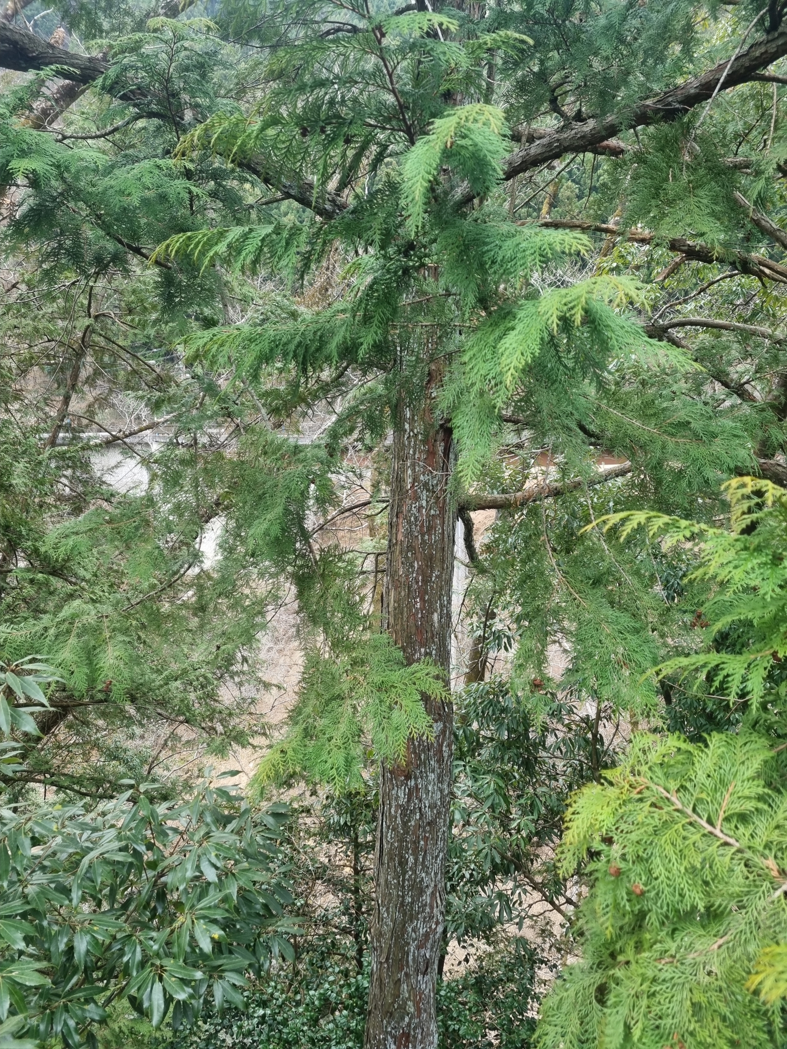 Imagem de Hinoki