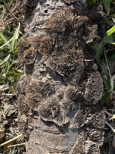 Daedaleopsis tricolor